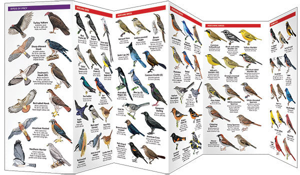 Backyard Birds Of North America - Birds Choice