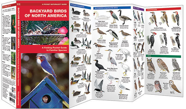 Backyard Birds Of North America - Birds Choice