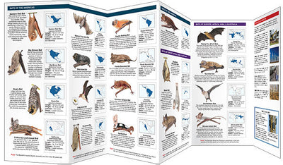 Bats Pocket Guide