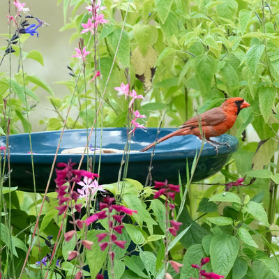 Ohio Stoneware Bird Bath in Midnight Blue Made in USA - Birds Choice
