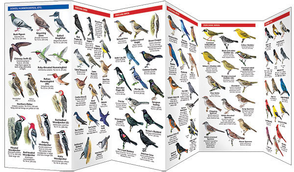 Bird Feeding Basics, Laminated Pocket Guide