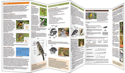 Birding 101 Pocket Guide