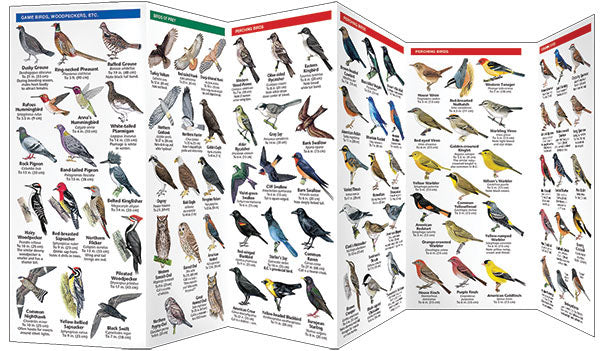 British Columbia Birds Pocket Guide - Birds Choice