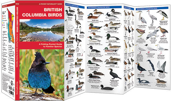 British Columbia Birds Pocket Guide - Birds Choice