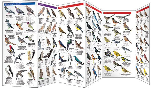 California Birds Pocket Guide - Birds Choice