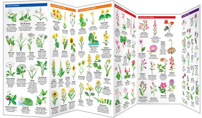 California Trees & Wildflowers Pocket Guide