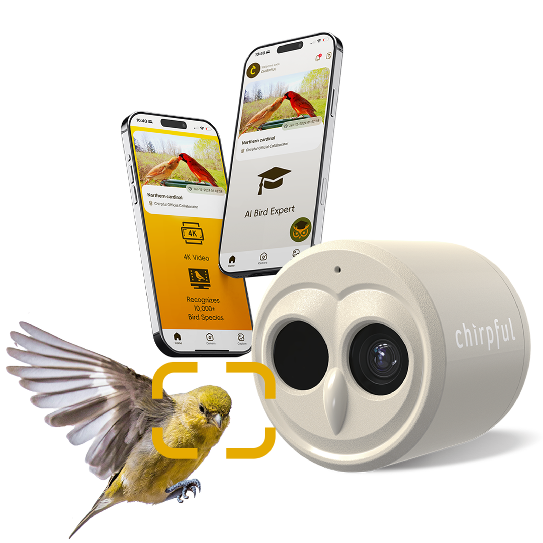 Chirpful Smart Camera - 4k Camera | Solar-Powered | AI-Driven - Birds Choice