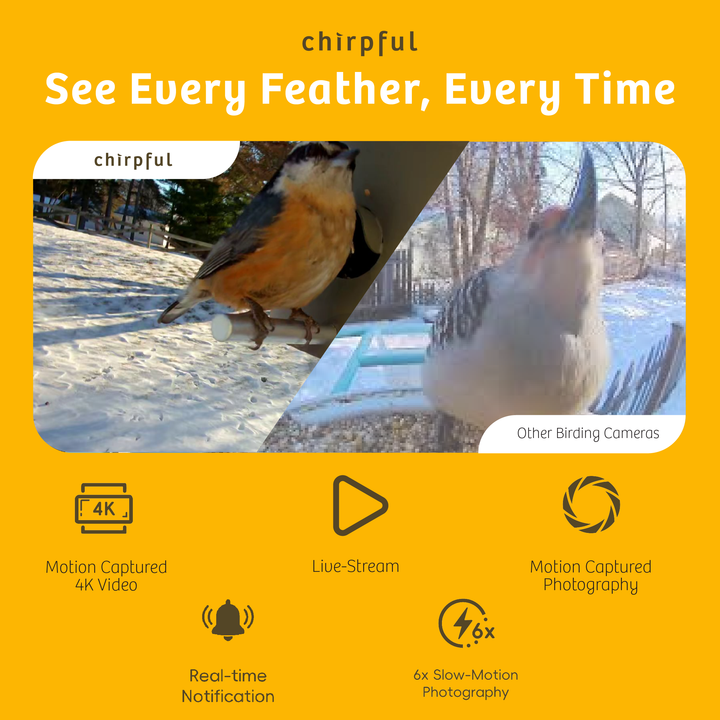 Chirpful Smart Camera - 4k Camera | Solar-Powered | AI-Driven - Birds Choice