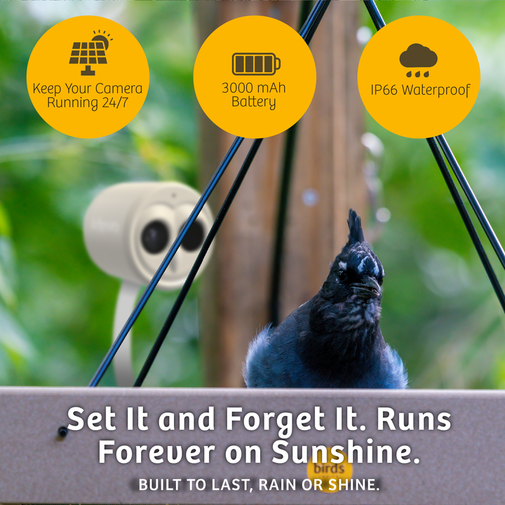 Chirpful Smart Camera - 4k Camera | Solar-Powered | AI-Driven - Birds Choice