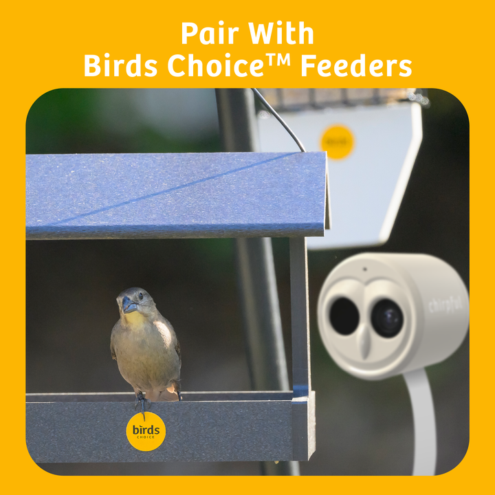 Chirpful Smart Camera - 4k Camera | Solar-Powered | AI-Driven - Birds Choice