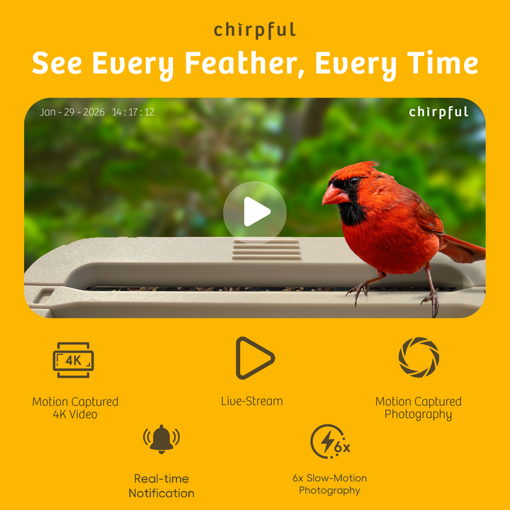 Chirpful Smart Feeder - 4k Camera | Solar-Powered | AI-Driven - Birds Choice