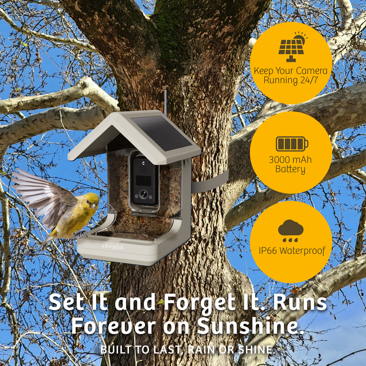 Chirpful Smart Feeder - 4k Camera | Solar-Powered | AI-Driven - Birds Choice
