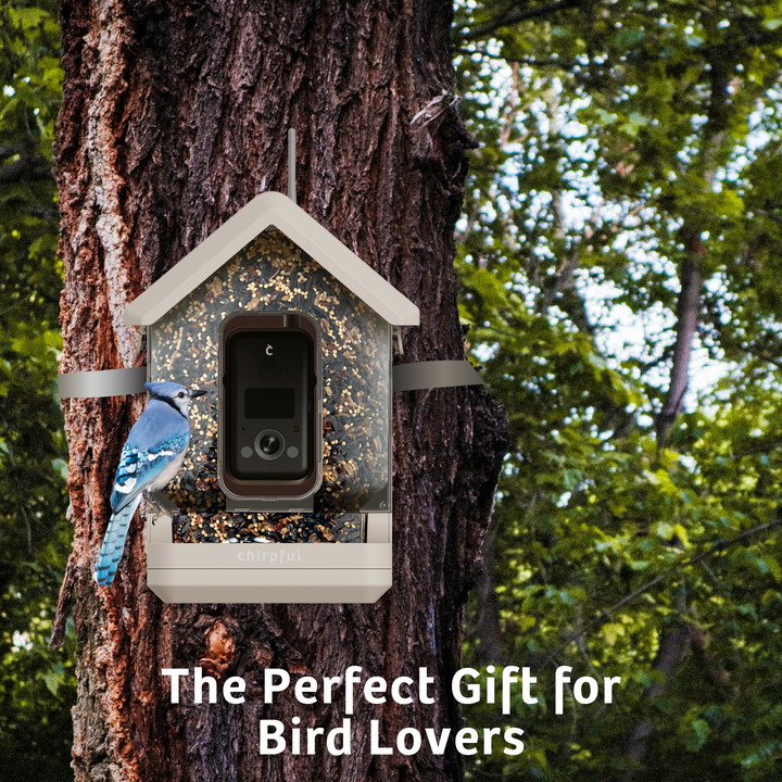 Chirpful Smart Feeder - 4k Camera | Solar-Powered | AI-Driven - Birds Choice