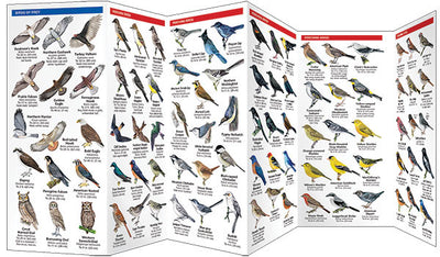 Colorado Birds Pocket Guide