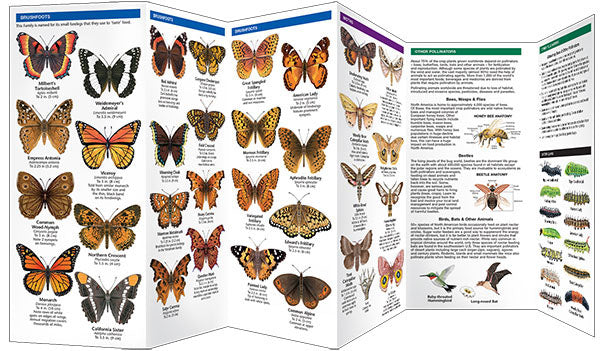 Colorado Butterflies &amp; Pollinators Pocket Guide - Birds Choice