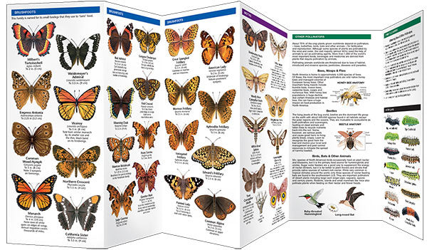 Colorado Butterflies & Pollinators Pocket Guide