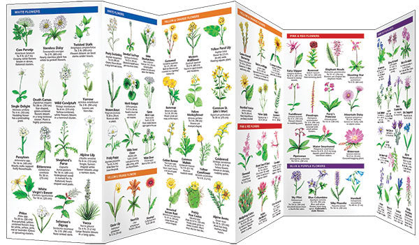 Colorado Trees & Wildflowers Pocket Guide