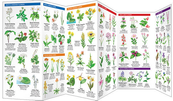 wildflower seeds connecticut Birds Choice Connecticut Trees & Wildflowers Pocket Guide