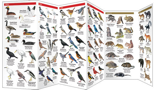 Connecticut Wildlife Pocket Guide