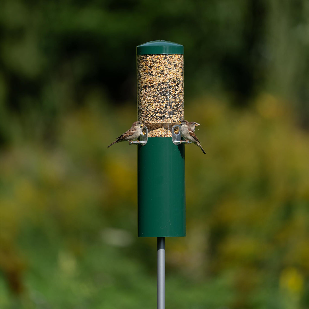 Squirrel Proof Classic Bird Feeder with Pole and Squirrel Baffle - Birds Choice