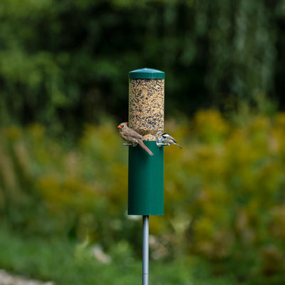 Squirrel Proof Classic Bird Feeder with Pole and Squirrel Baffle