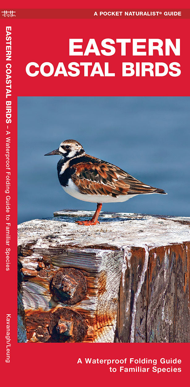 Eastern Coastal Birds - Birds Choice