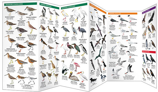Eastern Coastal Birds - Birds Choice