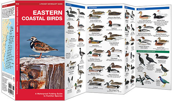 Eastern Coastal Birds - Birds Choice
