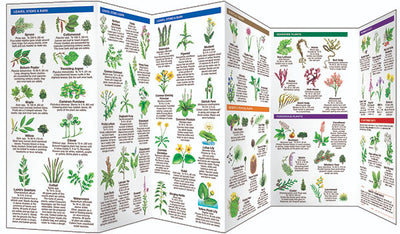 Edible Wild Plants Pocket Guide