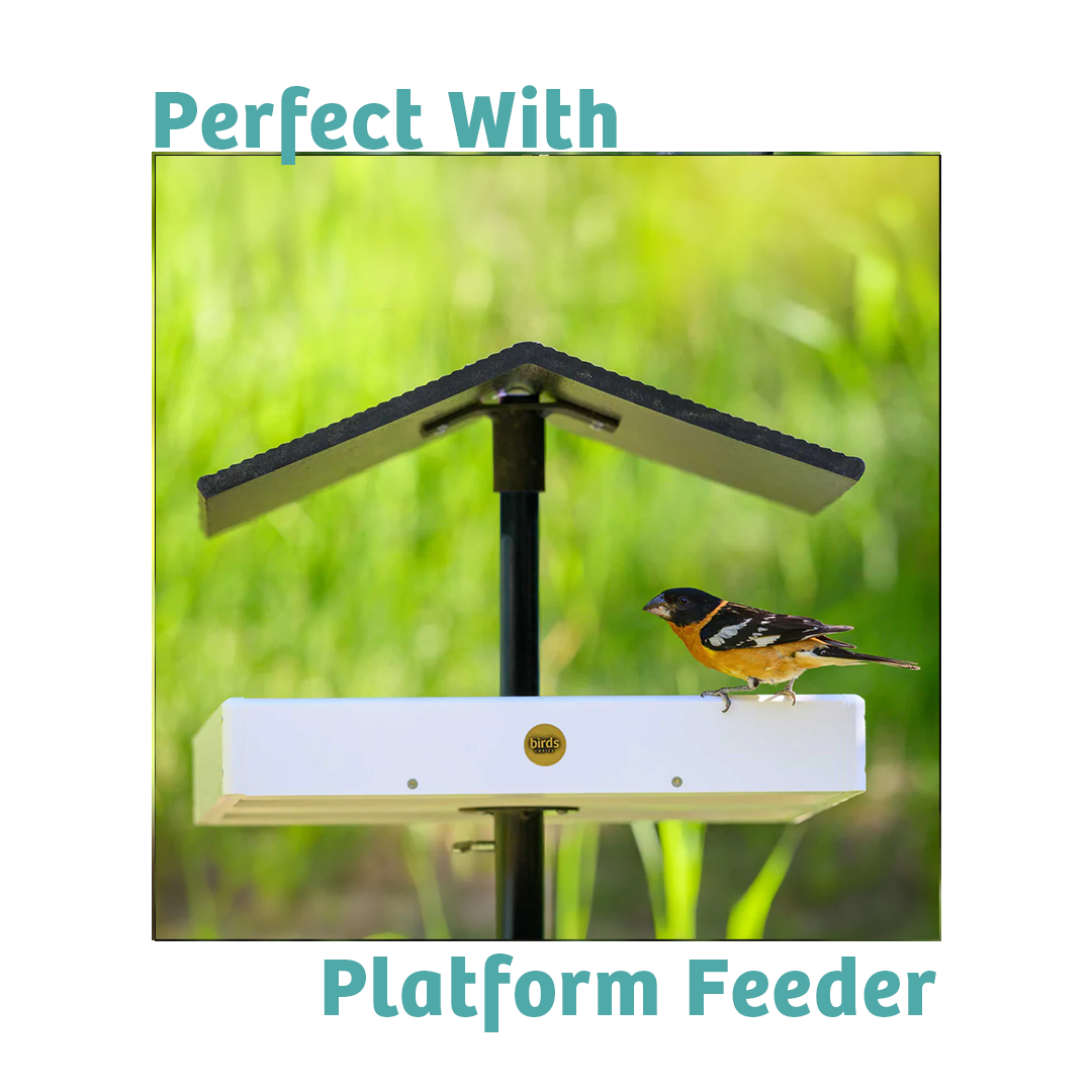 Finch Feast Wild Bird Food - 5 lbs. - Birds Choice
