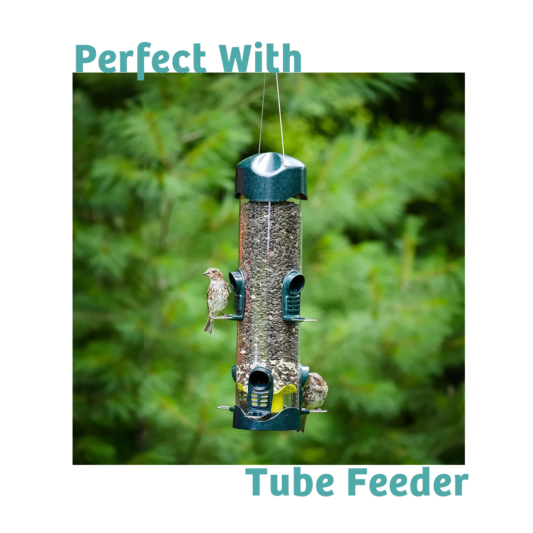 Finch Feast Wild Bird Food - 5 lbs. - Birds Choice