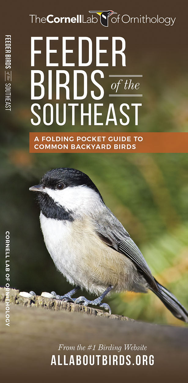 Feeder Birds Of The Southeast - Birds Choice