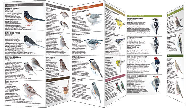 Feeder Birds Of The Southeast - Birds Choice