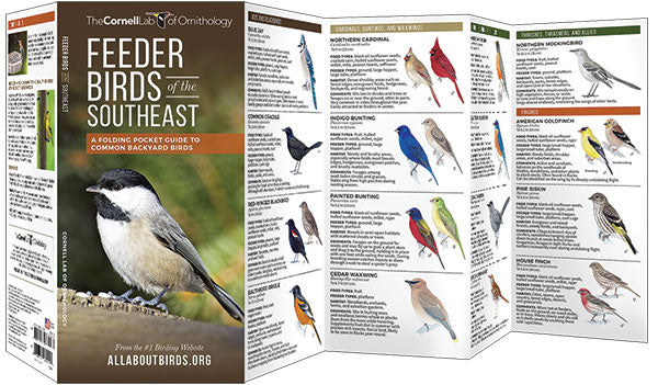 Feeder Birds Of The Southeast - Birds Choice