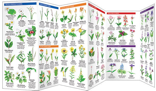 Georgia TREES &amp; WILDFLOWERS - Birds Choice
