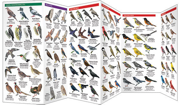 Great Lakes Birds Pocket Guide - Birds Choice