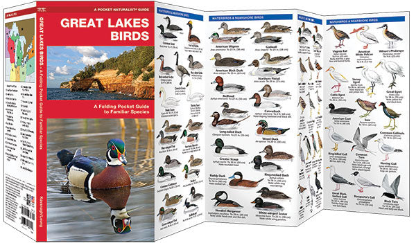 Great Lakes Birds Pocket Guide - Birds Choice