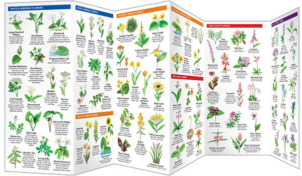 Great Lakes Trees &amp; Wildflowers Pocket Guide - Birds Choice