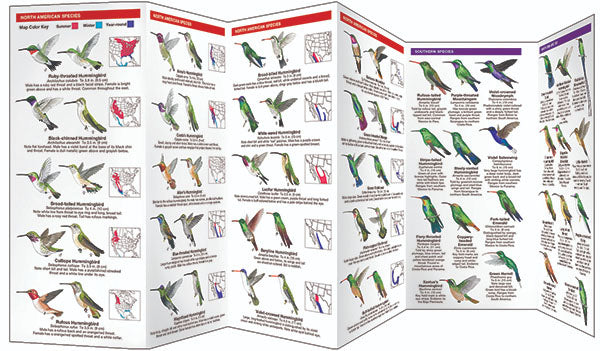 Hummingbirds Pocket Guide - Birds Choice