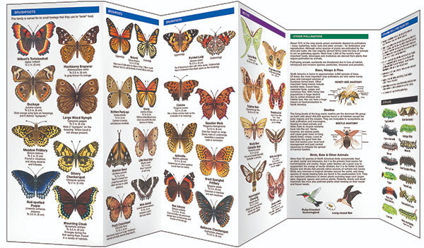 Indiana Butterflies & Pollinators Pocket Guide