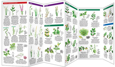 Invasive Weeds Of North America Pocket Guide