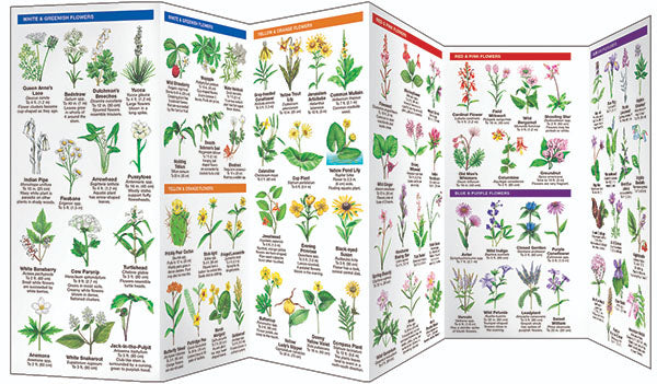 Indiana Trees &amp; Wildflowers Pocket Guide - Birds Choice