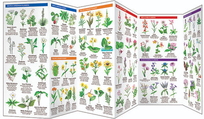 Indiana Trees & Wildflowers Pocket Guide