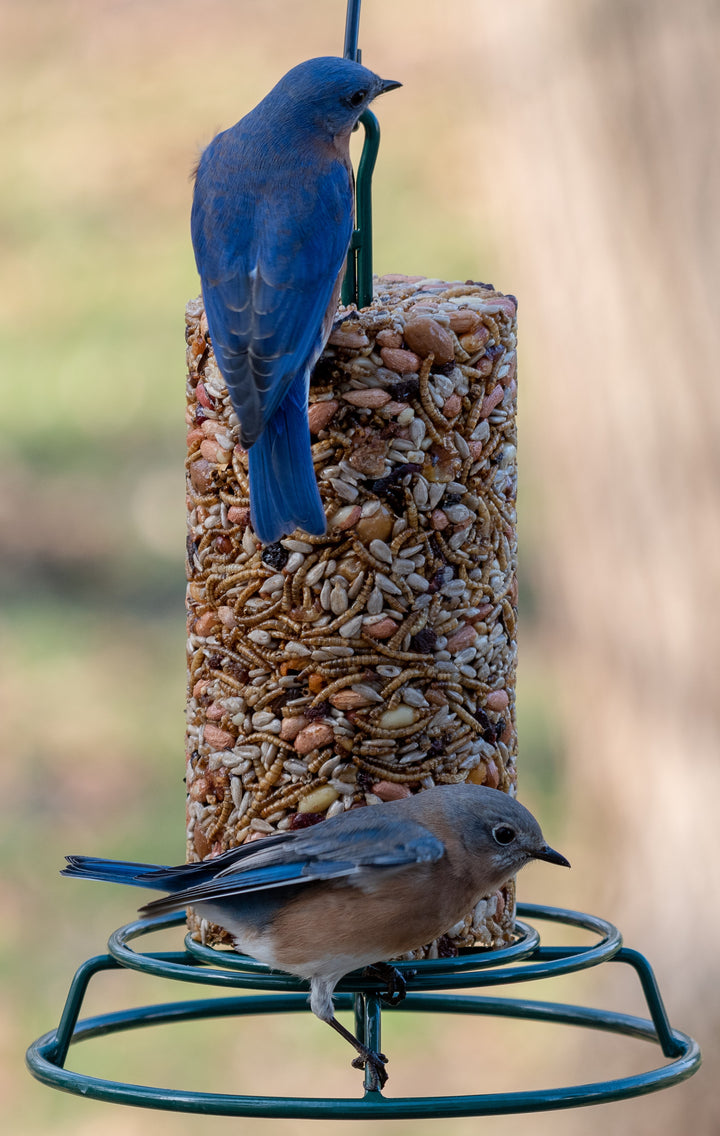 Mr. Bird Bugs, Nuts, &amp; Fruit Seed Cylinder – Small - Birds Choice