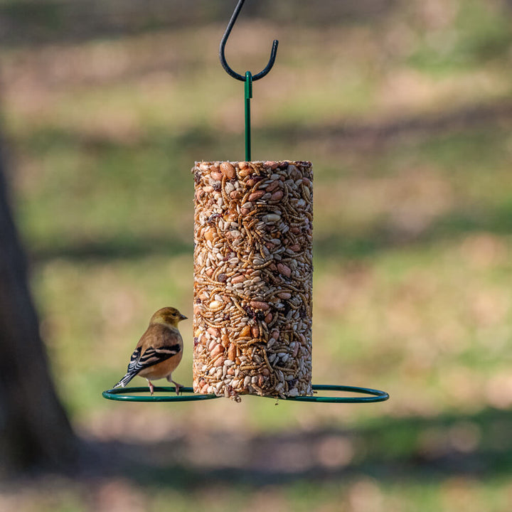 Mr. Bird Bugs, Nuts, &amp; Fruit Seed Cylinder – Small - Birds Choice