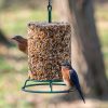 Mr. Bird Bugs, Nuts, &amp; Fruit Seed Cylinder – Large - Birds Choice