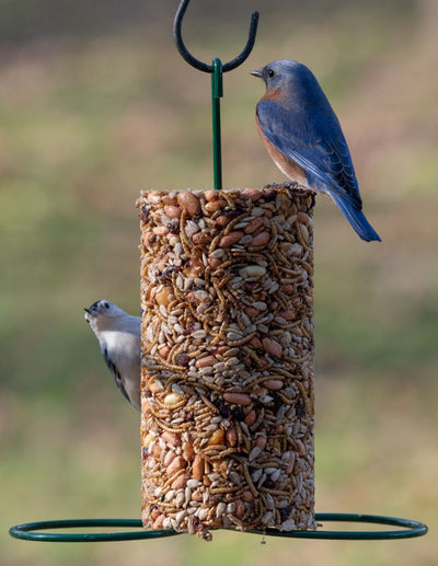 Cylinder Feeder - Birds Choice