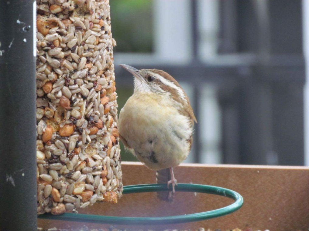 Cylinder Feeder - Birds Choice