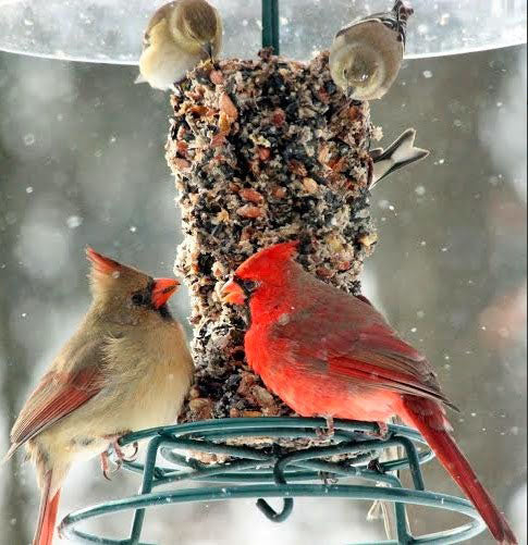 Mr. Bird EZ Cylinder Feeder - Birds Choice