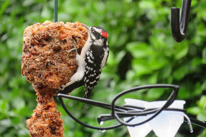Mr. Bird Flaming Hot Feast Seed Cylinder – Small - Birds Choice